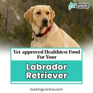 Vet-approved Healthiest Dog Food for Labrador Retrievers