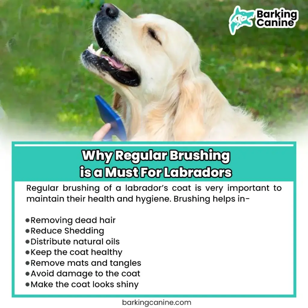 Why Regular Brushing Is Must For Labradors