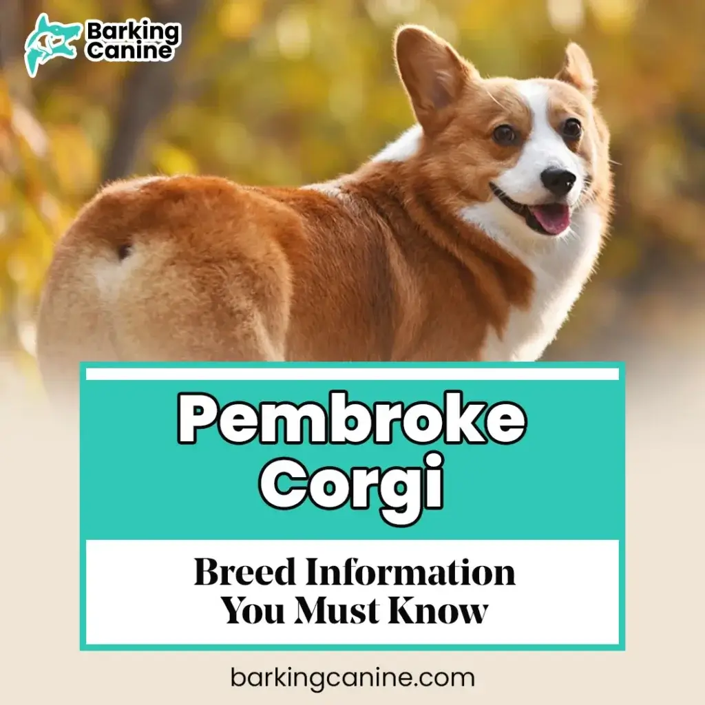 The Pembroke Welsh Corgi Dog: Information & Characteristics