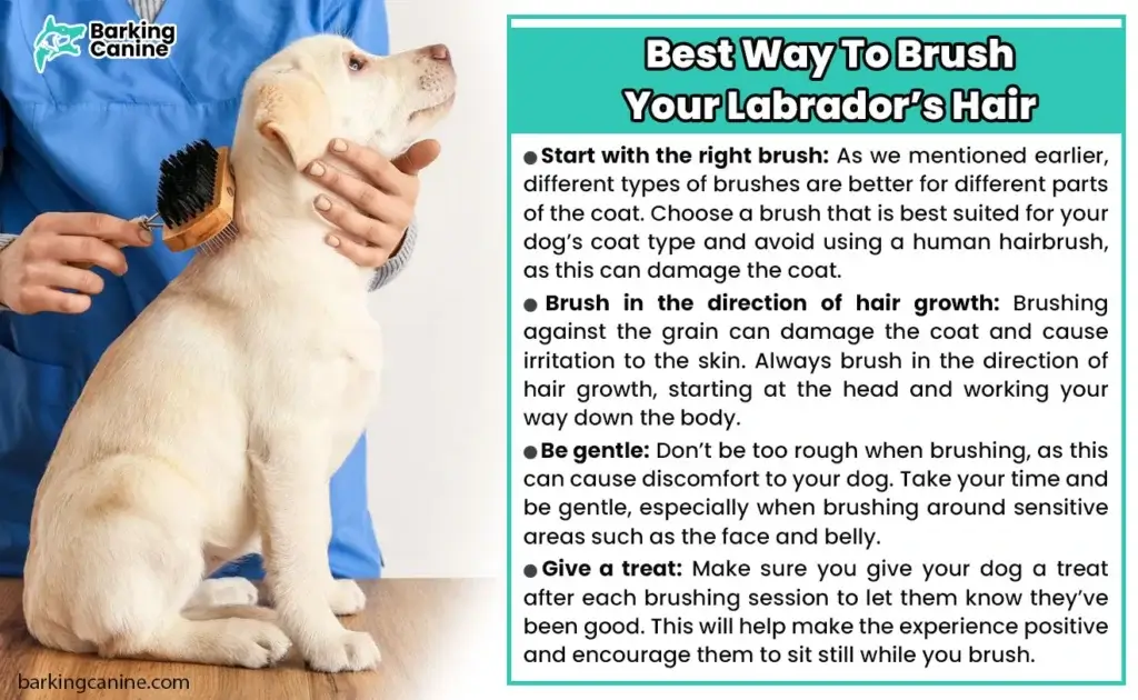 The Best Ways To Brush Your Labrador Hairs
