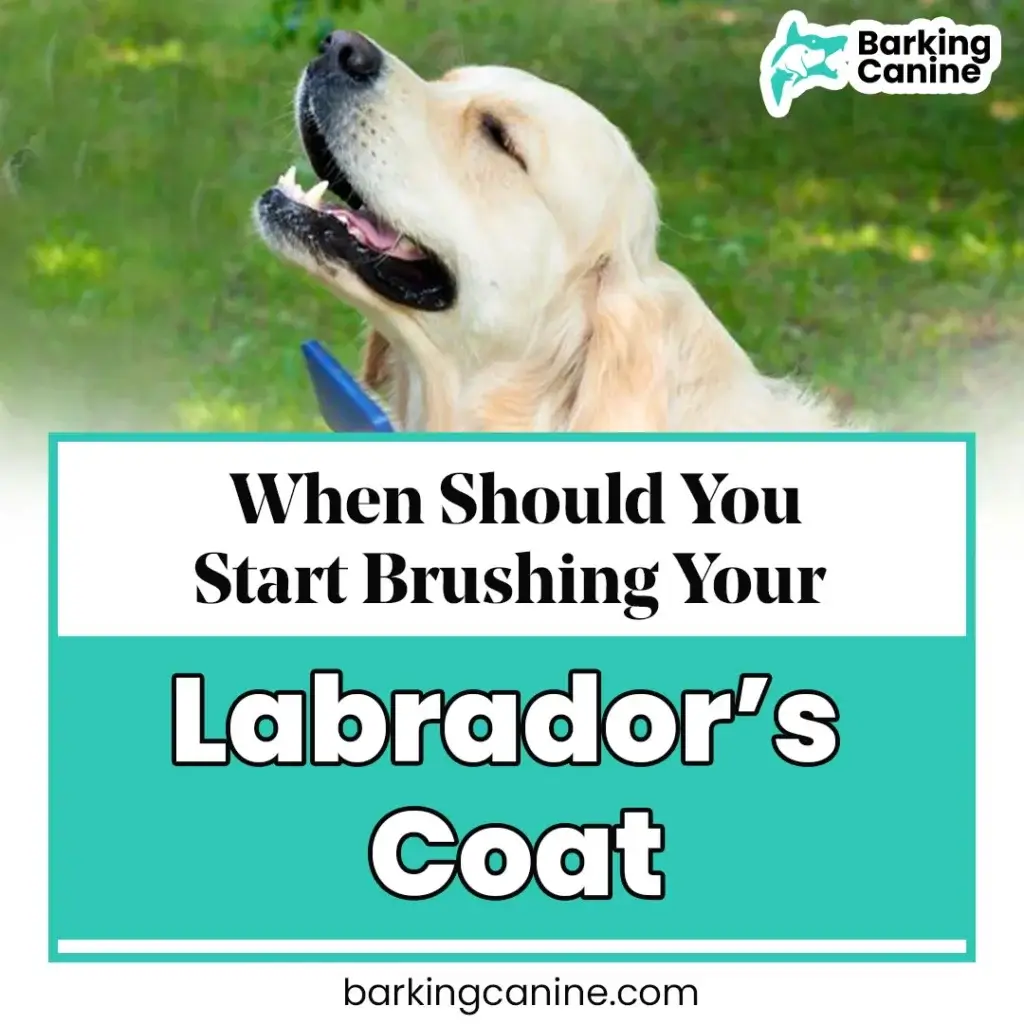Best time to start brushing your Labrador's coat