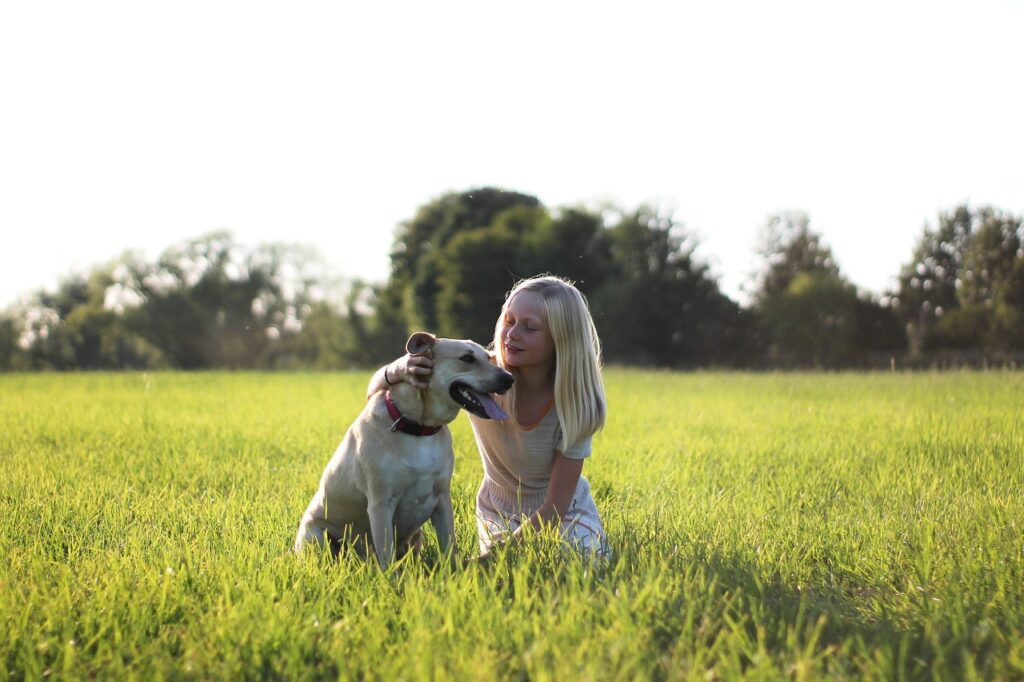 Grooming labrador retriever