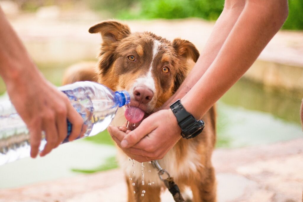 Nutritional Tips for Labrador Retriever