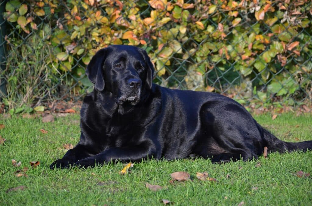Characteristics of Labrador is described here with a black Labrador sitting in front of a fence.
