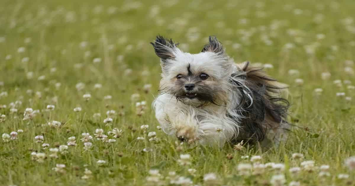 The Ultimate Yorkie Dog Guide: All You Need to Know