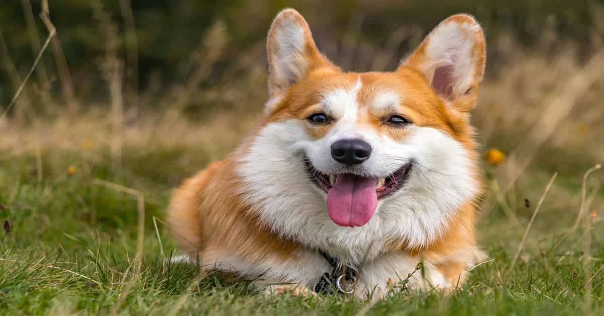 The Pembroke Welsh Corgi Dog: Information & Characteristics