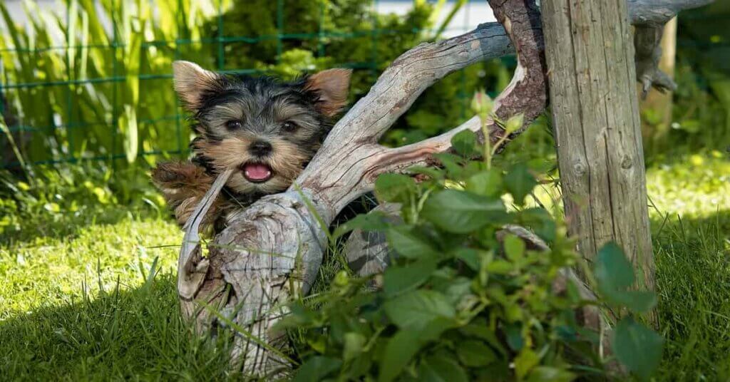 Training a yorkie, a yorkie is in the tree and training itself