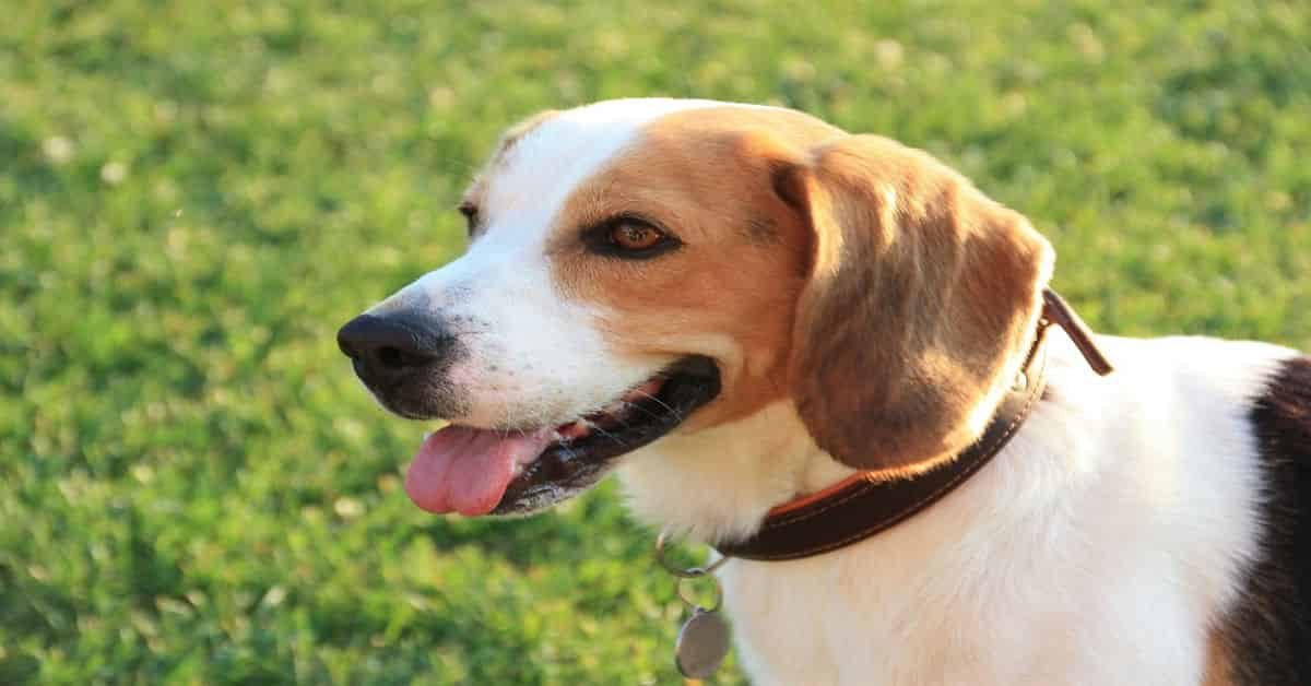 Beagle dog breed guide: Everything You Need To Know