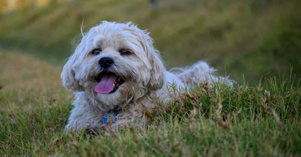 A Happy and Healthy Maltese