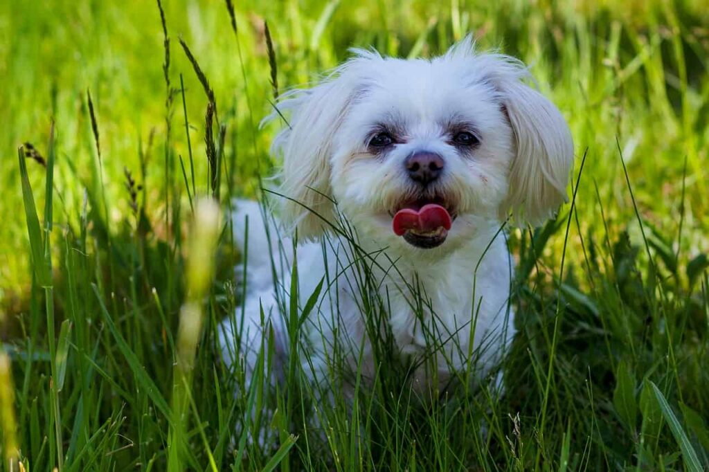 Shih Tzu looking from grass