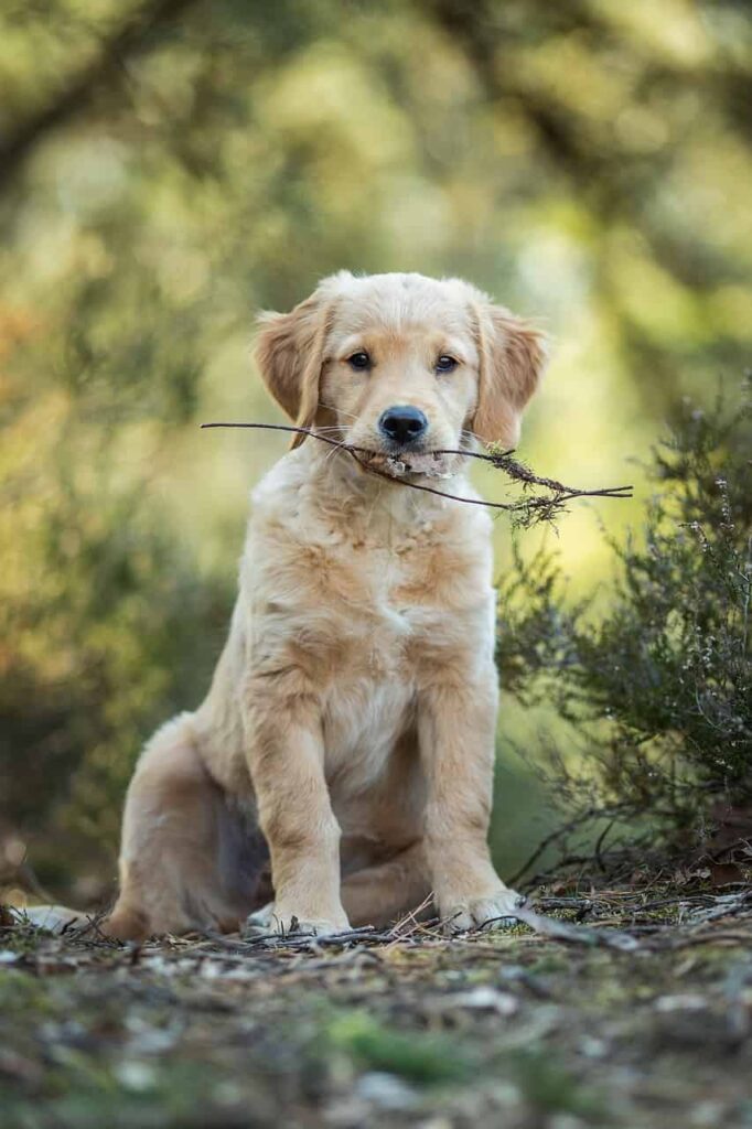 A Golden retriever dog with a branch in its mouth.