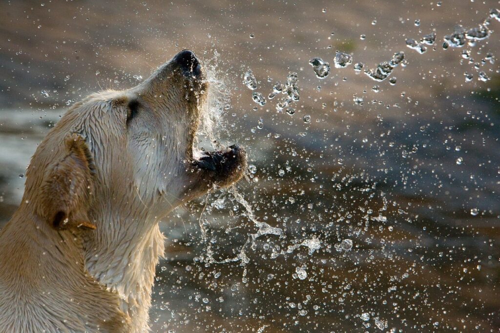 A  Labrador Retriver is spingkling water in its mouth