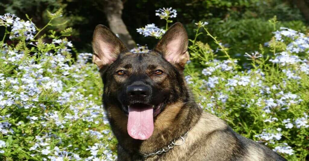 German shepherd smiling with flowers on the back
