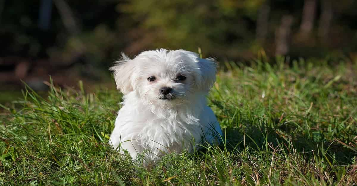 What Is The Best Dog Food For Maltese? Full Guide Here