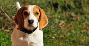 beagle Breed information and characteristics, beagle standing in a field.