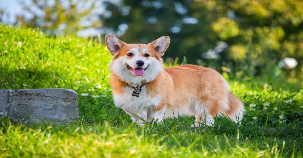 A welsh corgi looking outside with a green background
