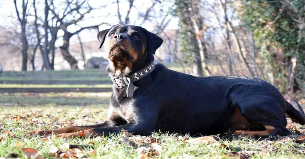 Rottweiler sitting in the park