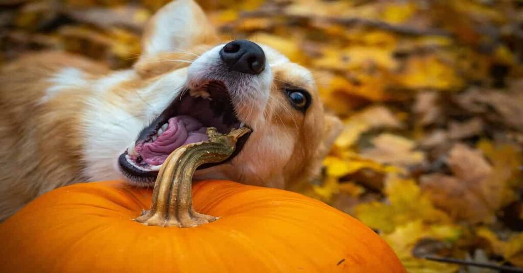 Feeding your welsh corgi, a corgi is biting a pumpkin