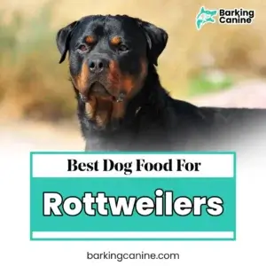The Best Dog Food for Rottweilers