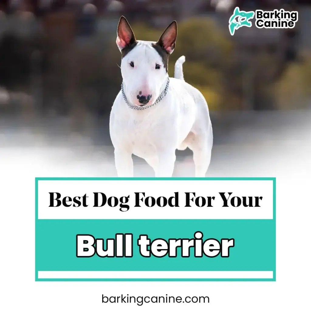 The Best Dog Food for Bull Terrier