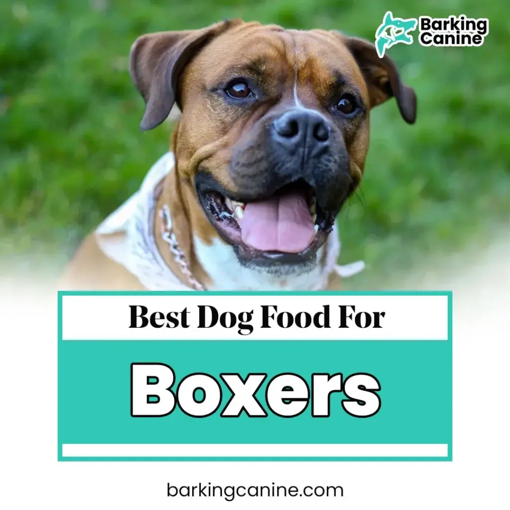 The Best Dog Food for Boxers