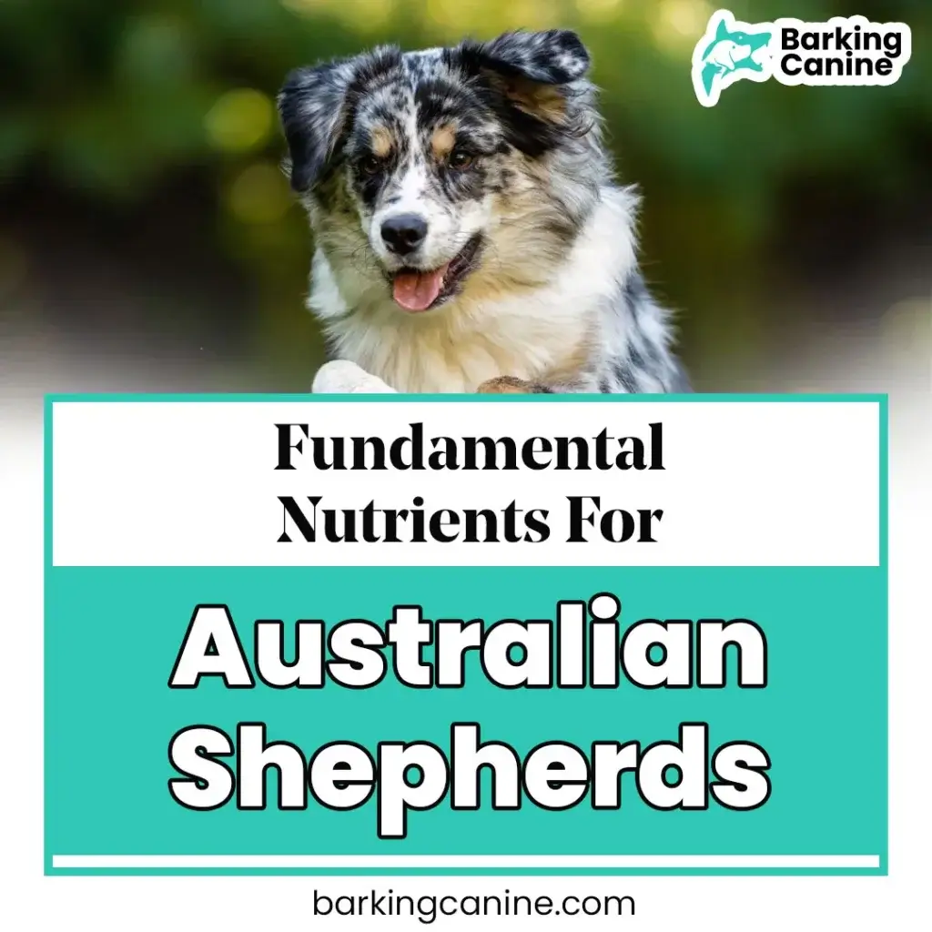 Fundamentals of Australian Shepherds Dog Nutrition