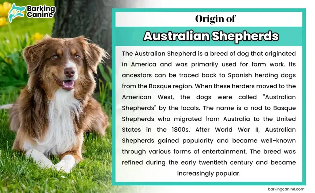 Origination Australian Shepherds 