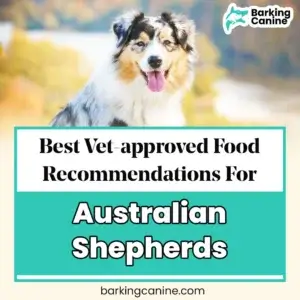 Best vet-approved dog food nutrition for the Australian shepherd dog
