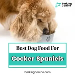 THE BEST DOG FOOD FOR COCKER SPANIELS