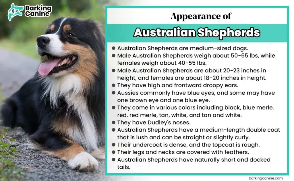 Appearance Of Australian Shepherds 