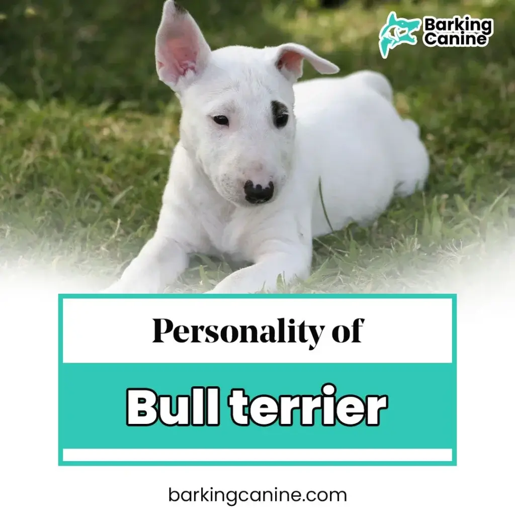 The personality of Bull Terrier 
