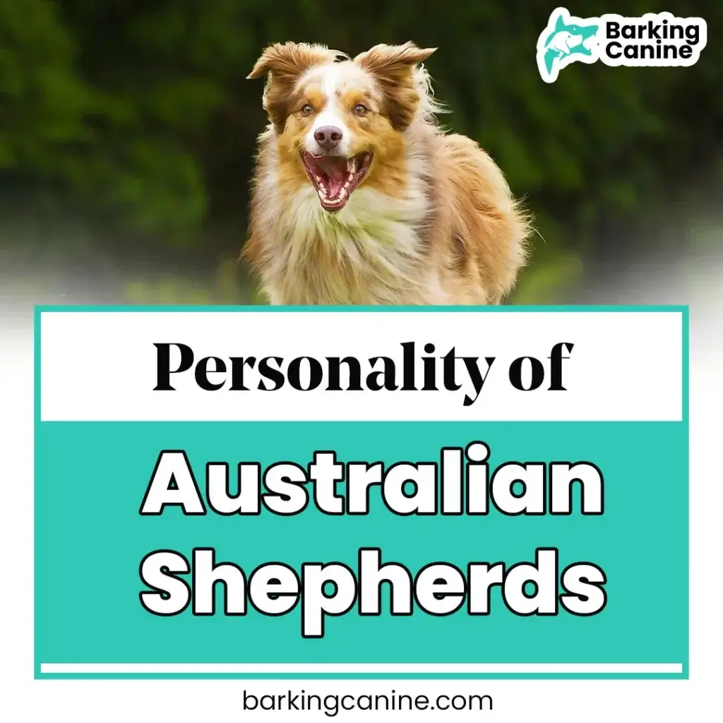 The personality of Australian Shepherds 