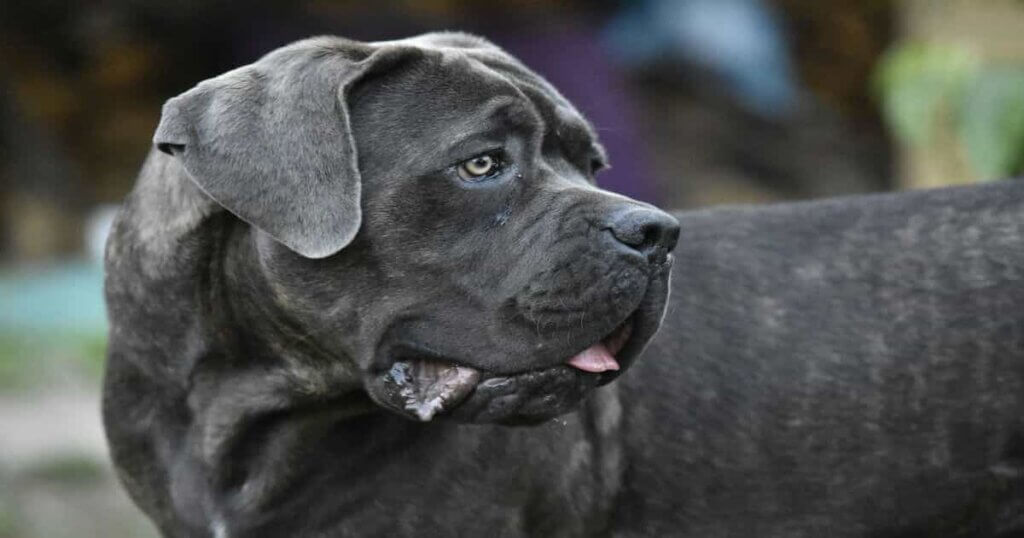 A black cane corso