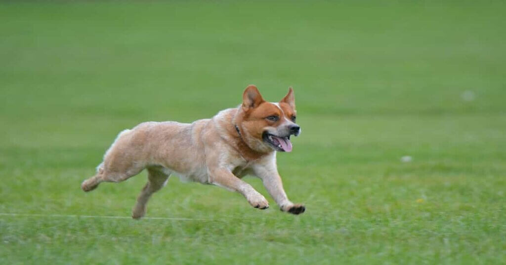 Australian Cattle Dog running in the field