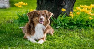 Australian shepherd sitting in a park with beautiful yellow flowers in the background