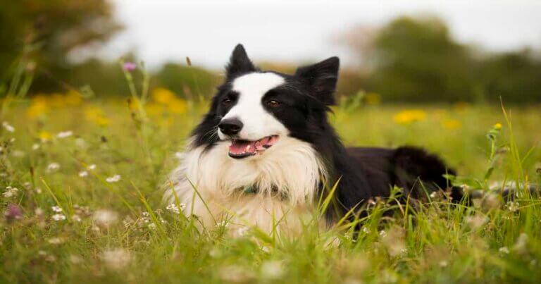 Border Collies Dog Breed Guide: Everything You Need To Know