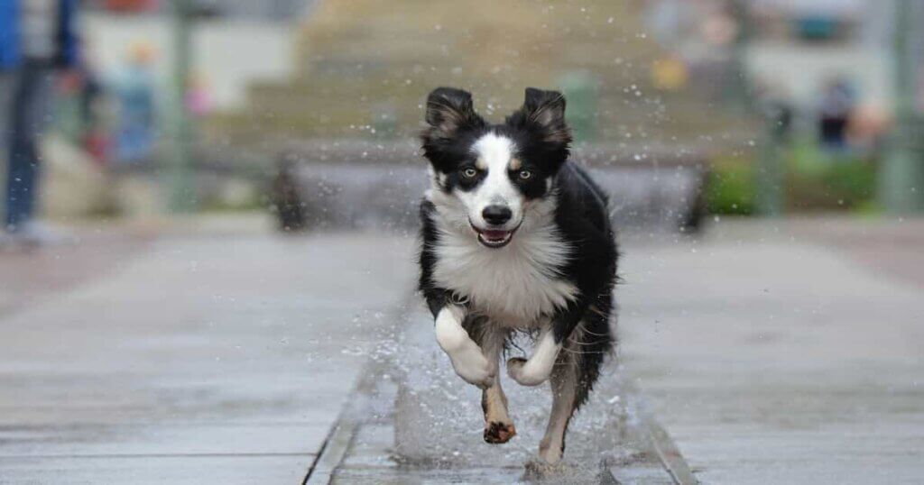 A Border Collie running in the streets