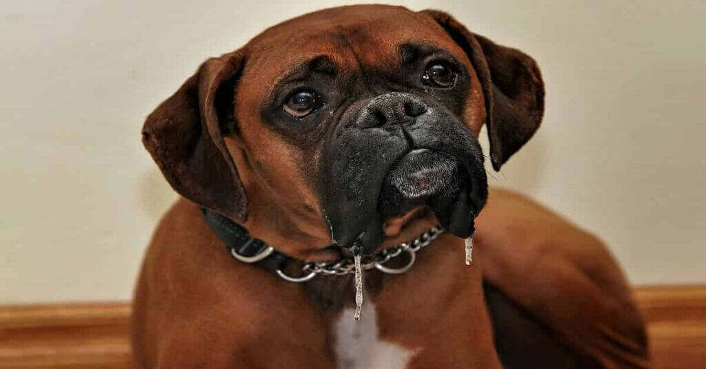 Boxer Dog breed