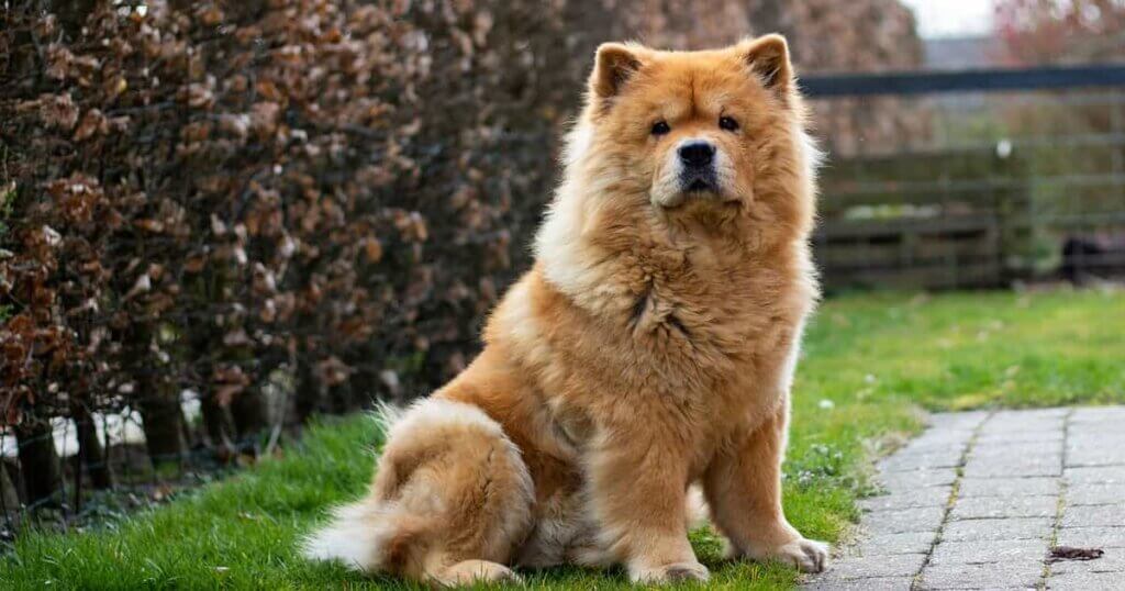 Chow chow looking like a lion