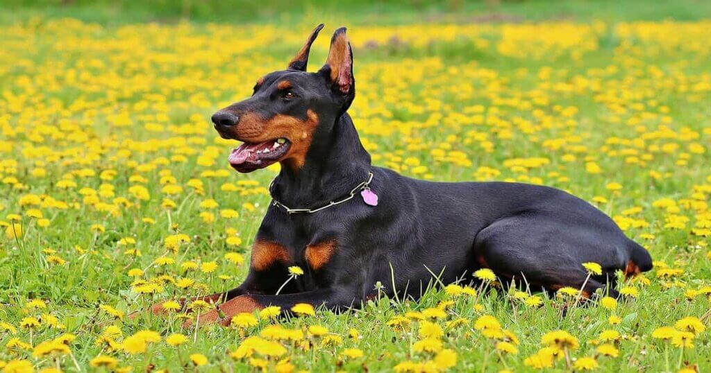 A doberman sitting in a field full of flowers