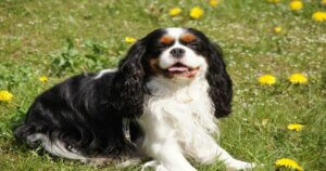 Cavalier king charles spaniels basking in the sun with flowers in the background