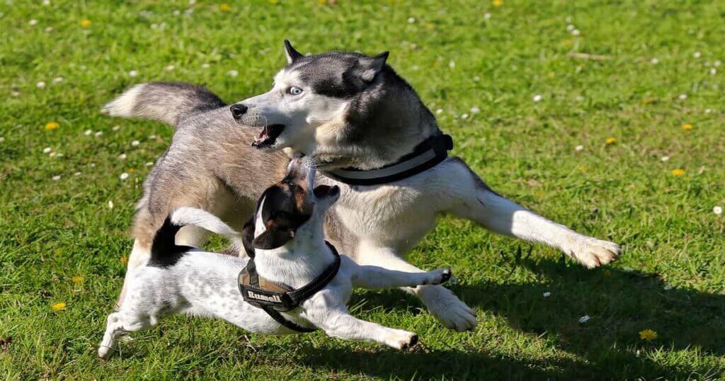 Two husky running in the field and playing with each other