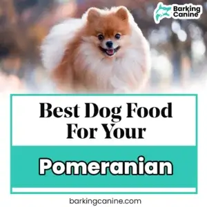 The Best dog food for Pomeranians