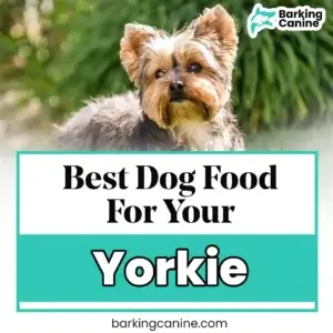 The Best Dog Food for Yorkie