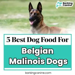 The Best Dog Food for Belgian Malinois