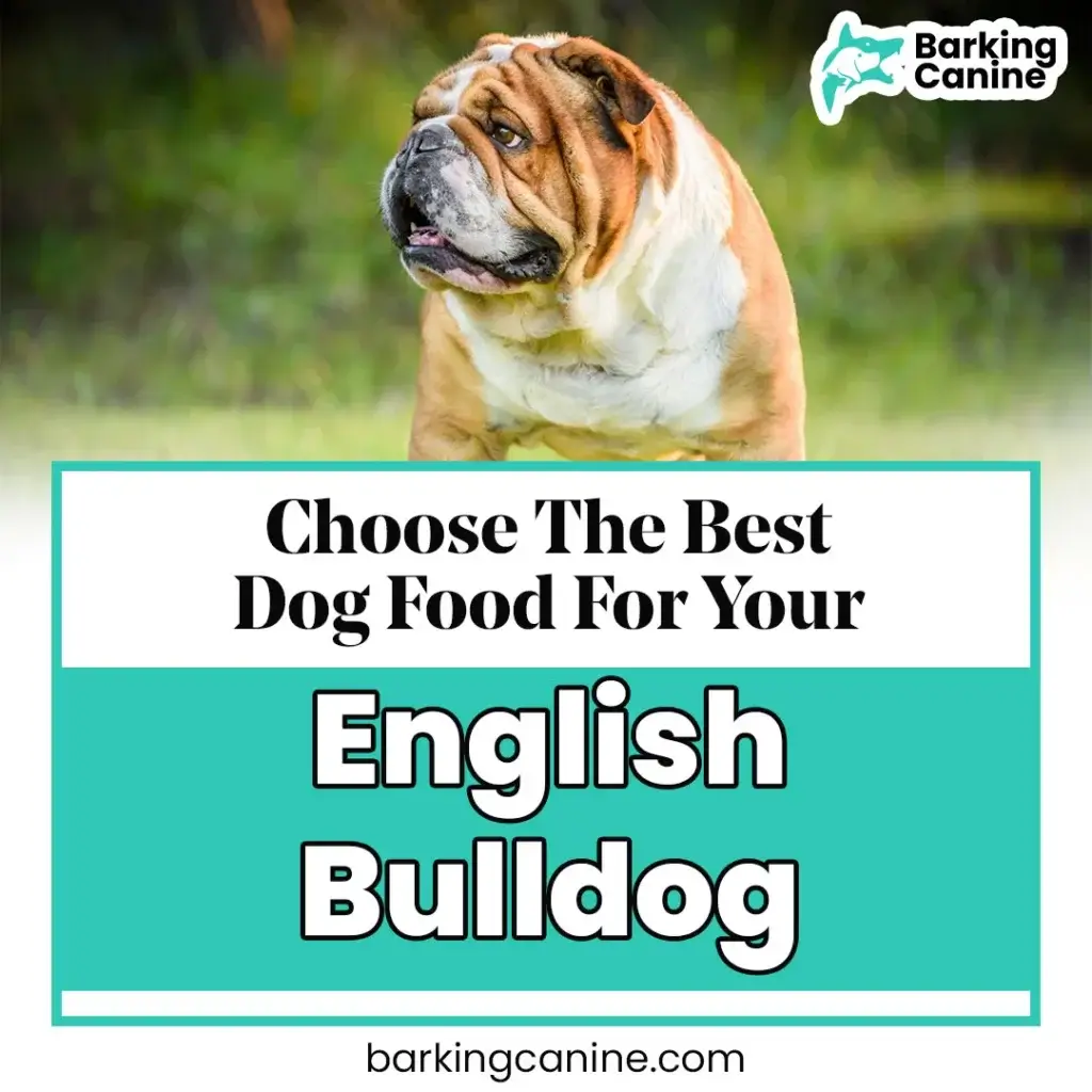 The Ultimate Guide to Choosing the Best Dog Food for English Bulldog