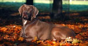 A Weimaraner sitting on red leaves under the sun