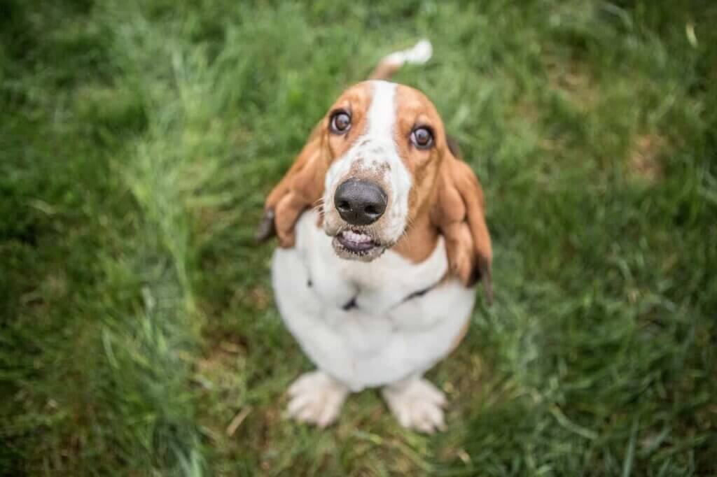 A basset hound looking upward directly in to the camera
