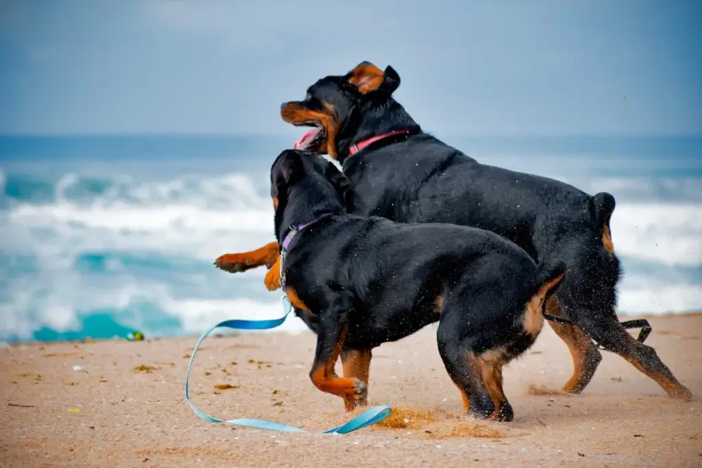 Exercise & Training tips for your Rottweiler | Barkingcanine.com