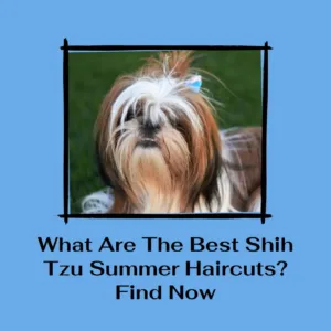 What Are The Best Shih Tzu Summer Haircuts? Find Now